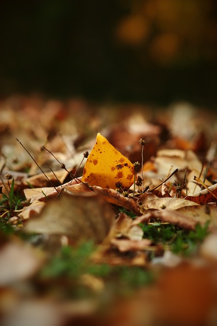 韓國國家隊 韓國國家隊