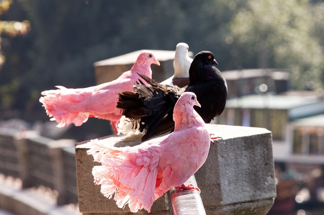 要标准之一 要标准之一